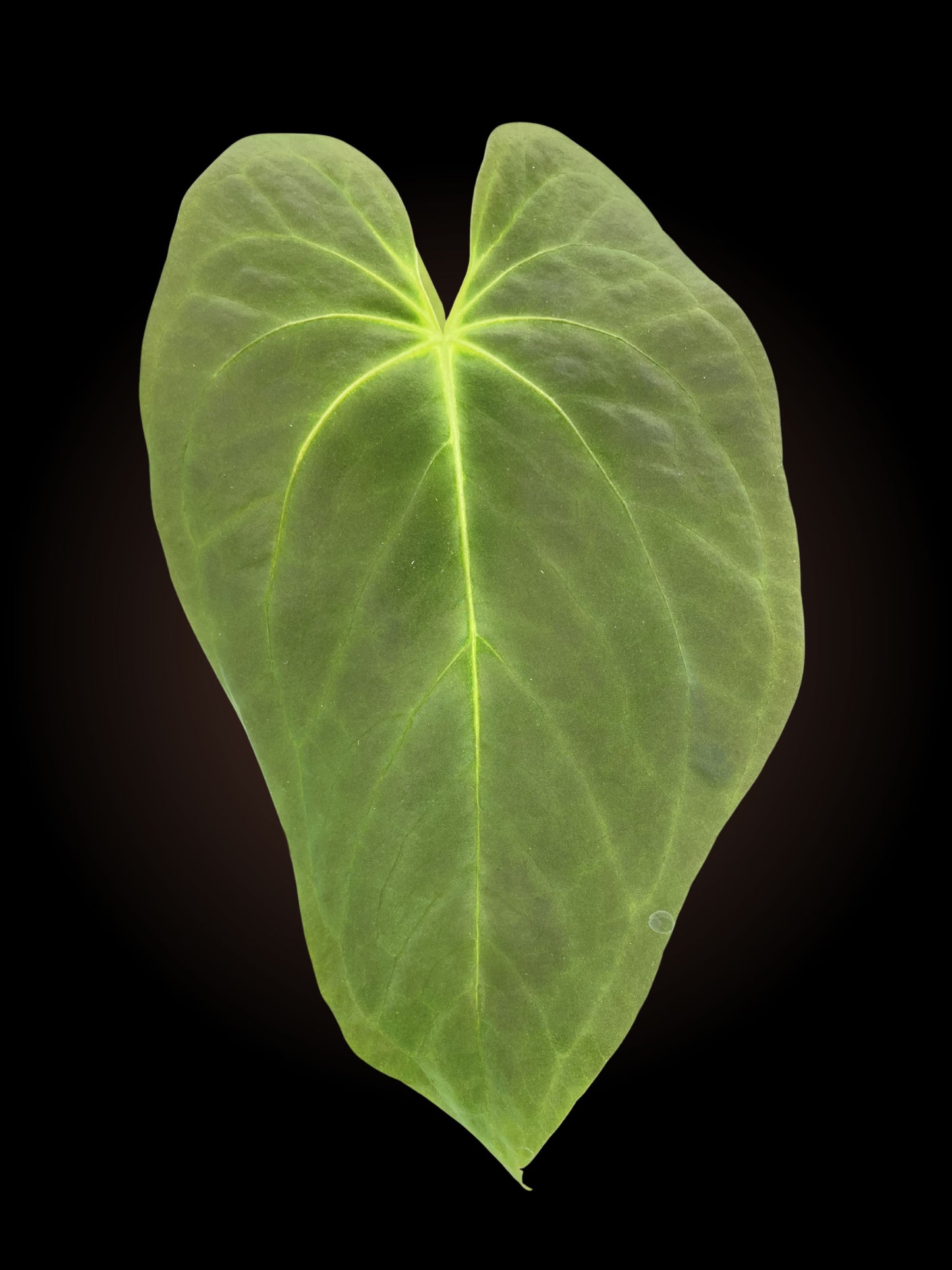 Anthurium BC x Papi sp var