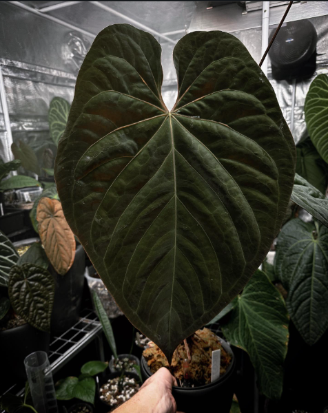 Anthurium BC x Papi sp var