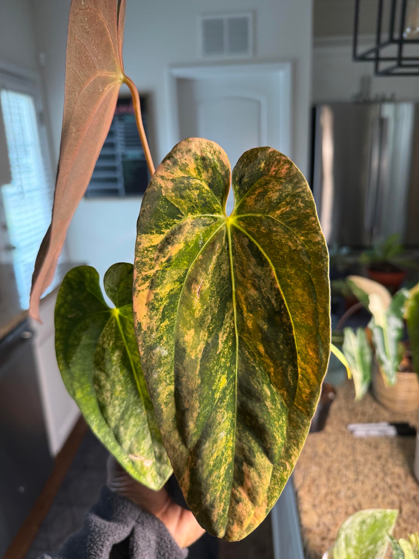 Anthurium BC x Papi sp var