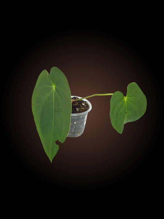 Anthurium Berry Hoff