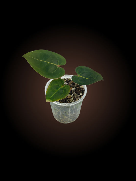 Anthurium Black Cherry x Blood Moon