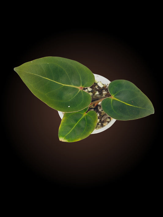 Anthurium Black Cherry x Blood Moon