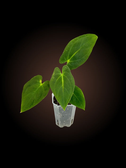 Anthurium Black Cherry x Pap