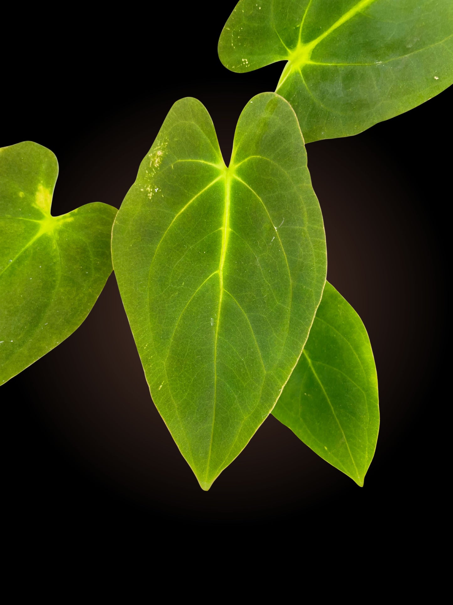 Anthurium Black Cherry x Pap