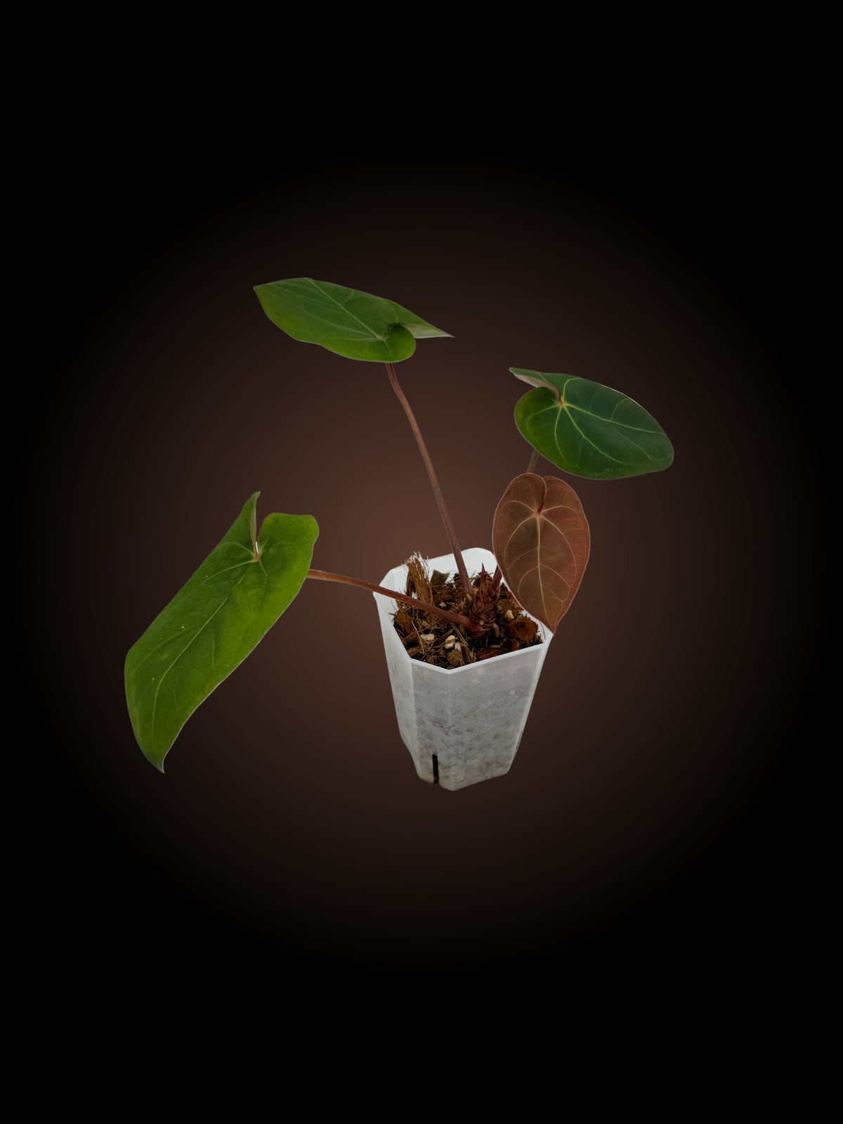 Anthurium Black Cherry x Red Sinus Hoff