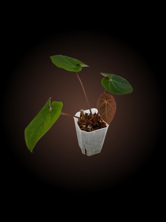 Anthurium Black Cherry x Red Sinus Hoff