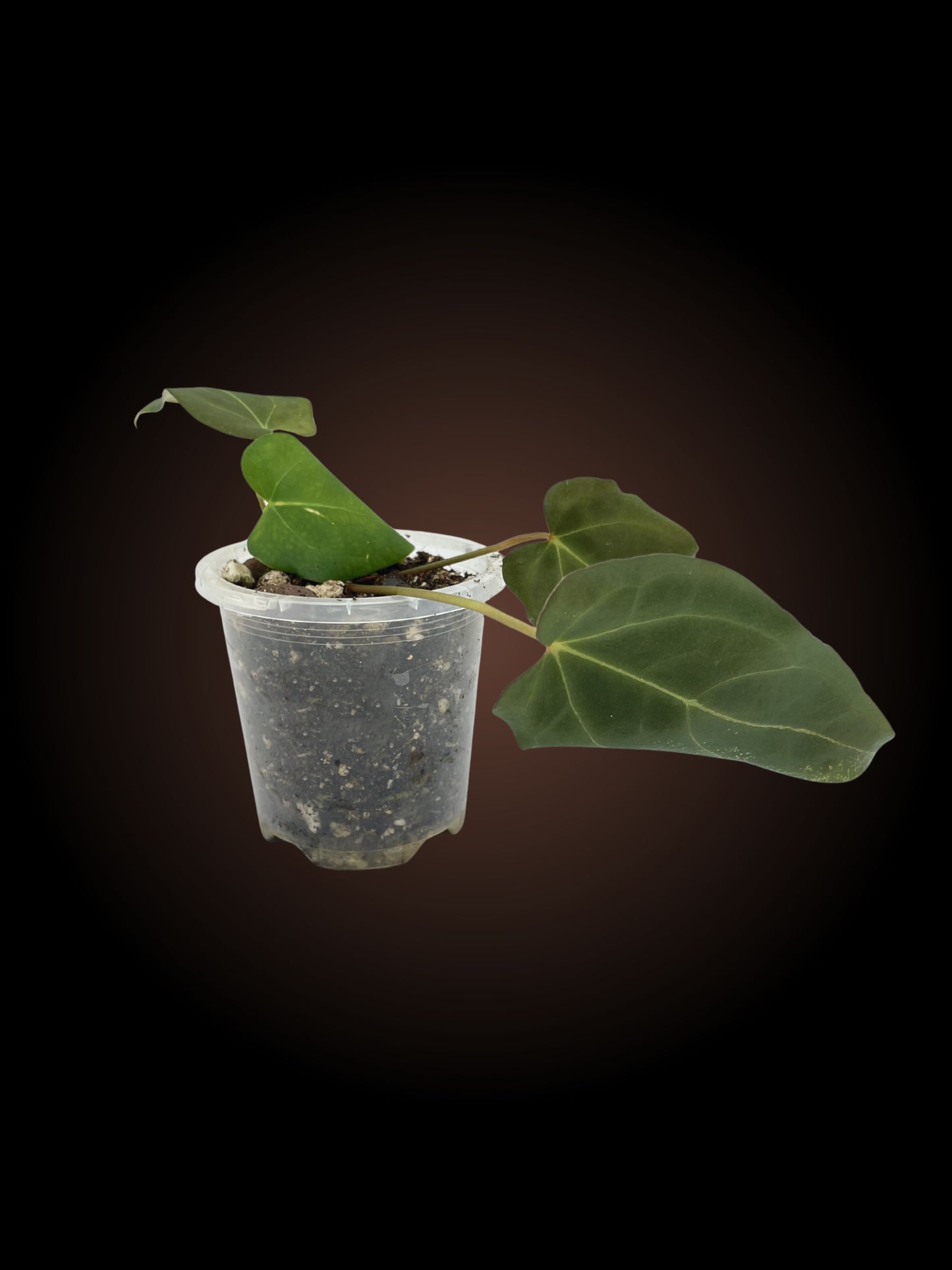 Anthurium Black Snow