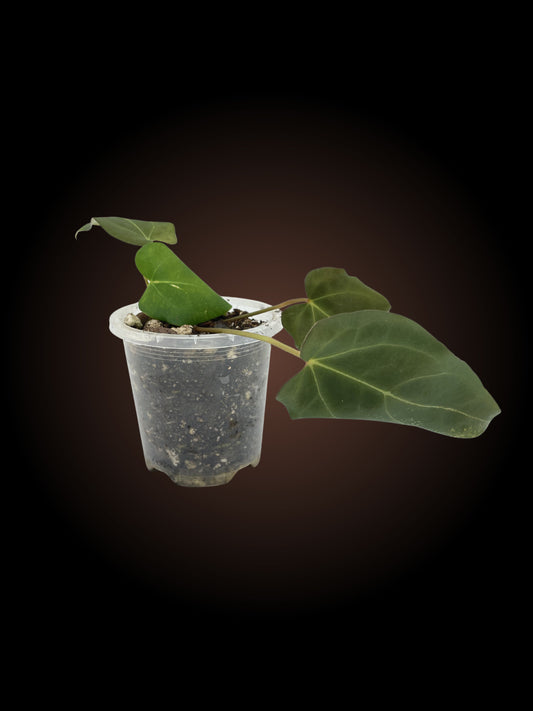 Anthurium Black Snow