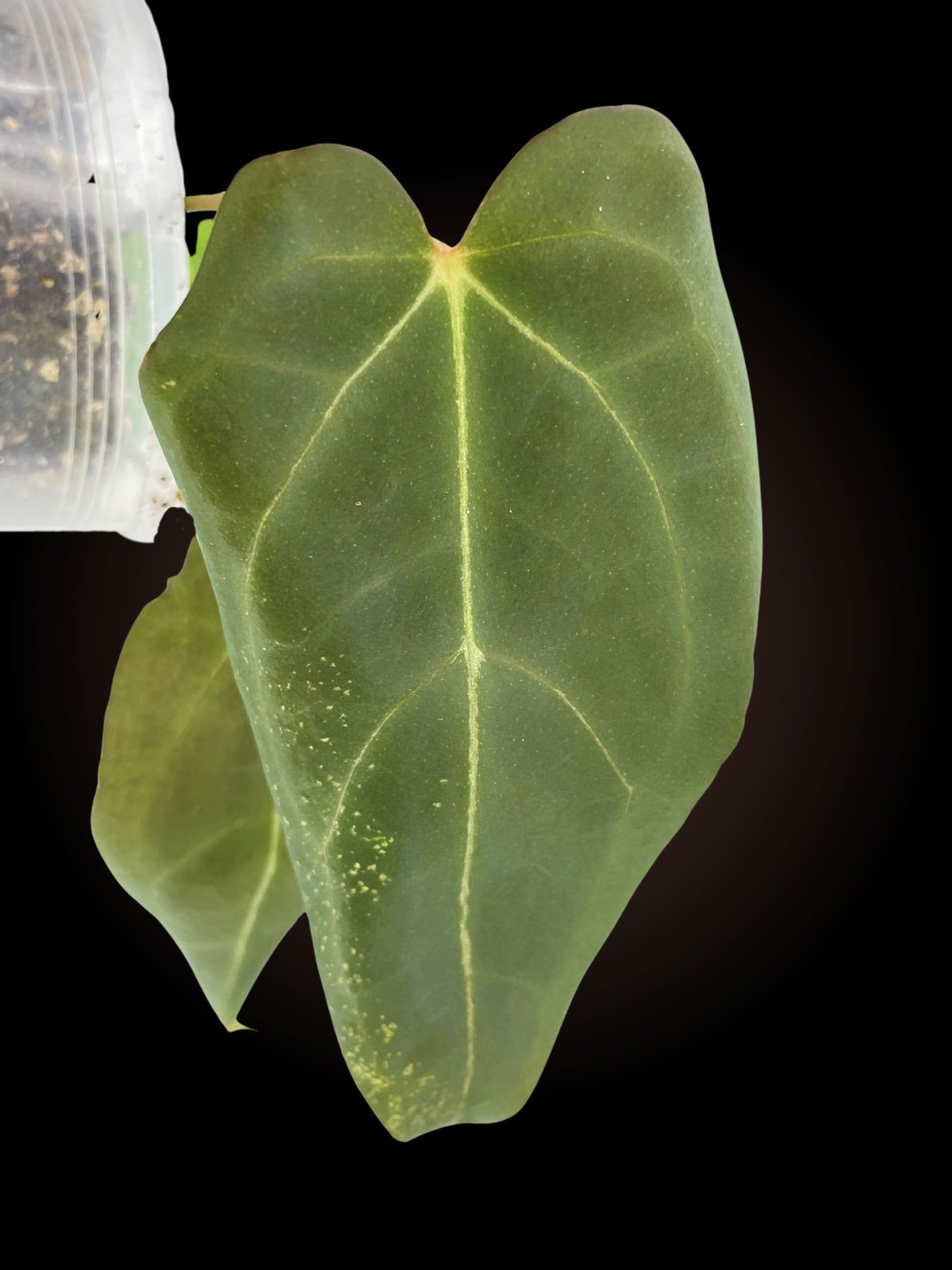 Anthurium Black Snow
