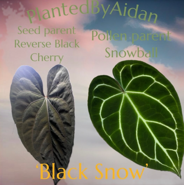 Anthurium Black Snow