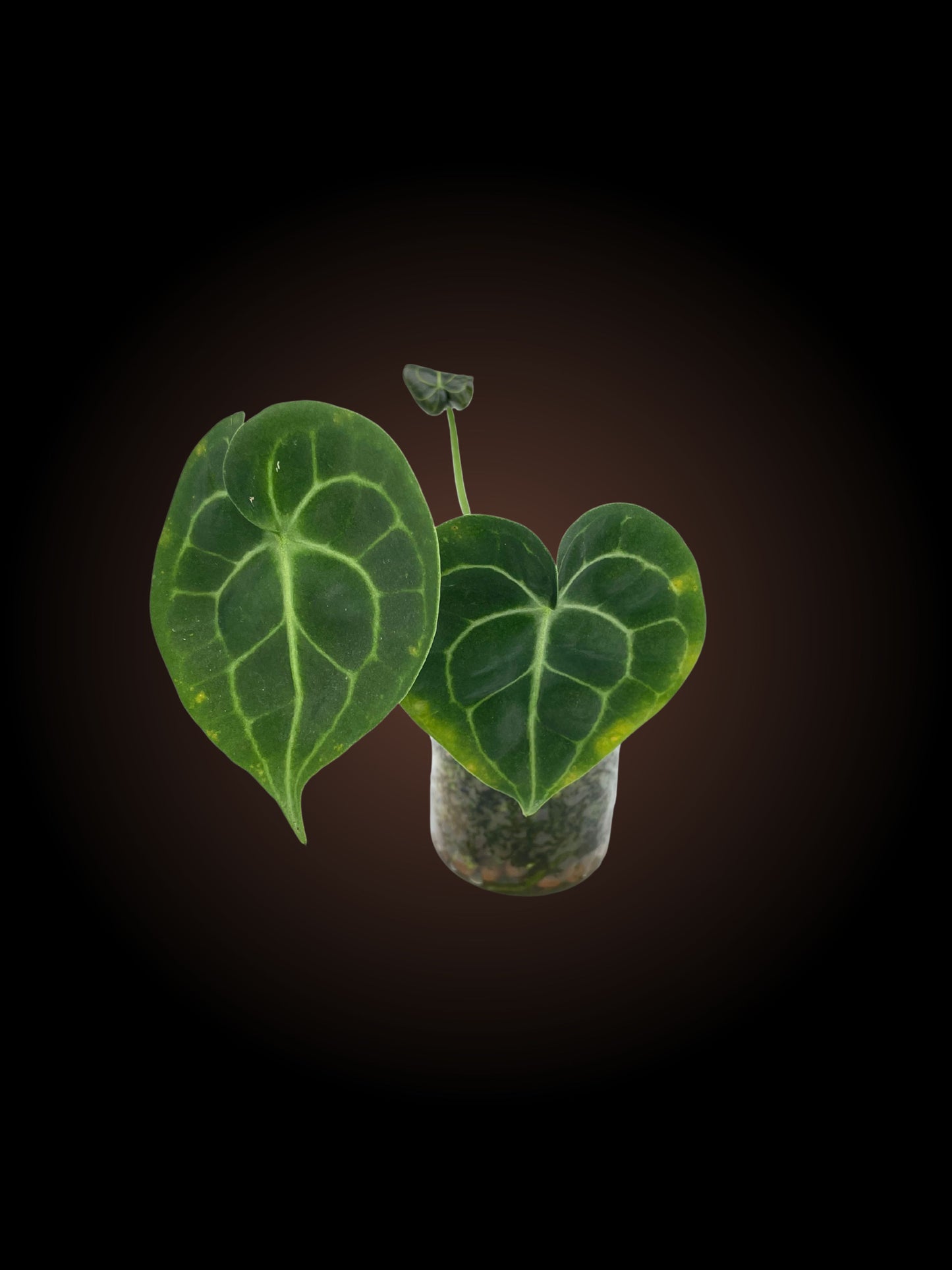 Anthurium Clarinervium
