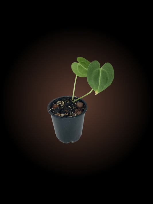 Anthurium Clarinervium