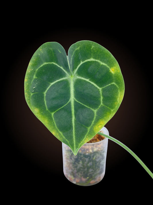 Anthurium Clarinervium