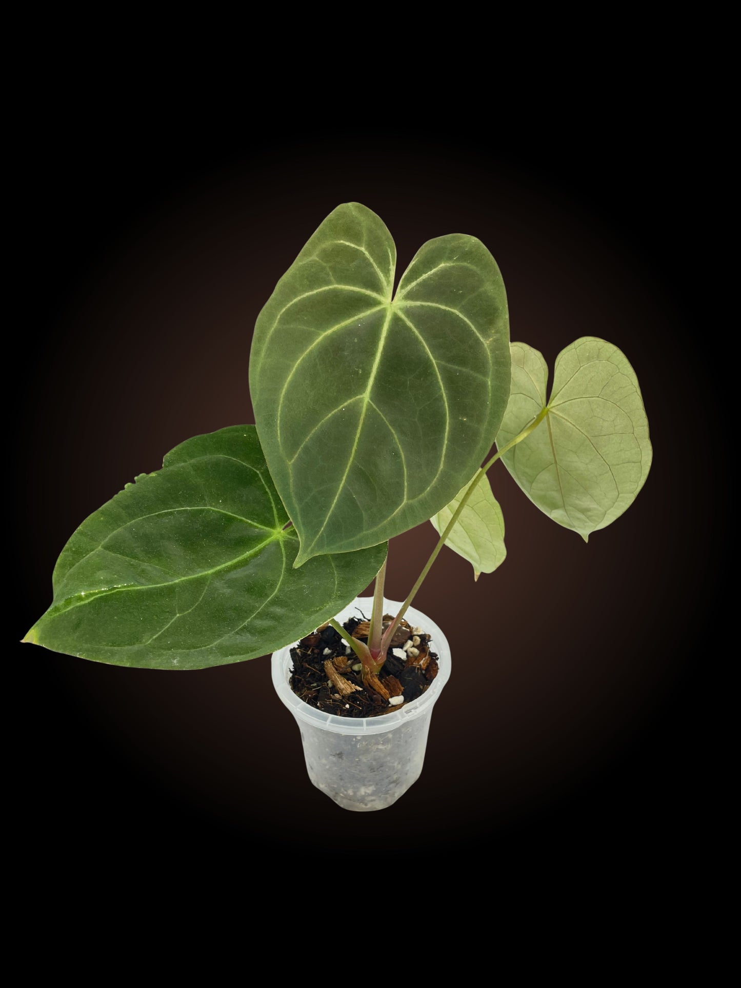 Anthurium Complex Crystal Phoenix