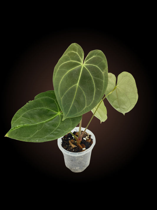 Anthurium Complex Crystal Phoenix