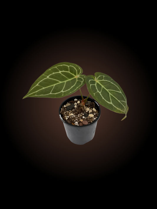 Weekly Auction - Anthurium Cosmic Thunder