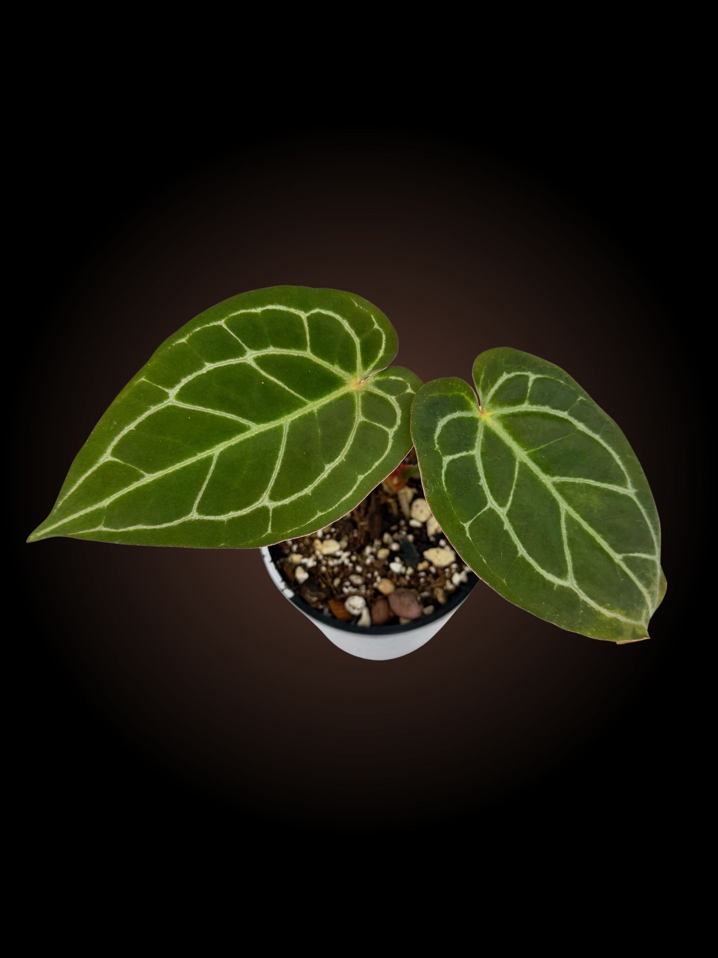 Weekly Auction - Anthurium Cosmic Thunder