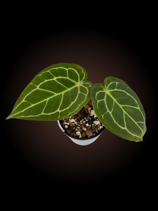 Weekly Auction - Anthurium Cosmic Thunder