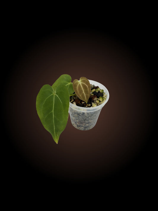Weekly Auction - Anthurium Crackling Veins