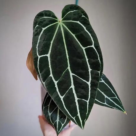 Anthurium Crystal Dark x Luxurians BV