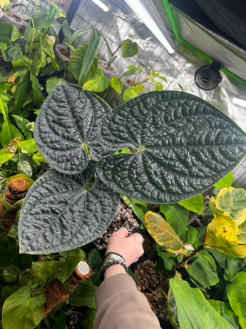 Anthurium Crystal Dark x Luxurians BV