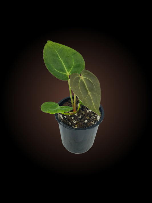 Anthurium Crystal Hope x Papillilaminum x X NoID