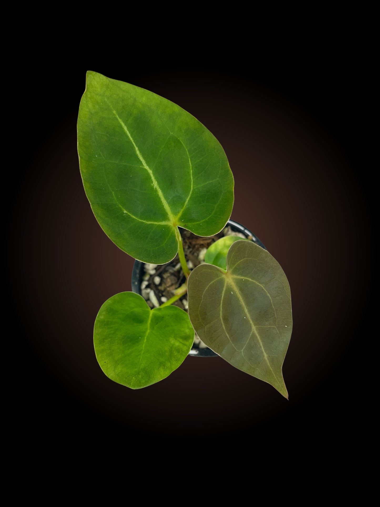 Anthurium Crystal Hope x Papillilaminum x X NoID