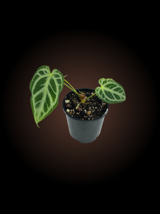 Anthurium Crystallinum Silver Hope