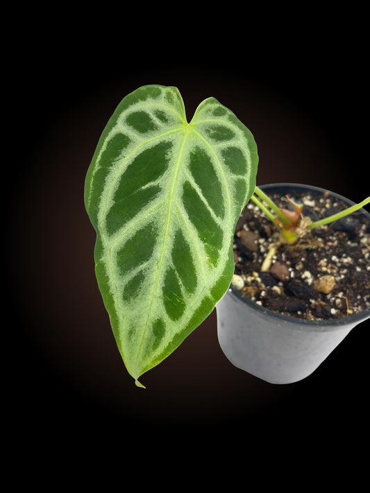 Anthurium Crystallinum Silver Hope