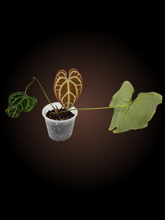 Anthurium Crystallinum x (YOUR CHOICE)