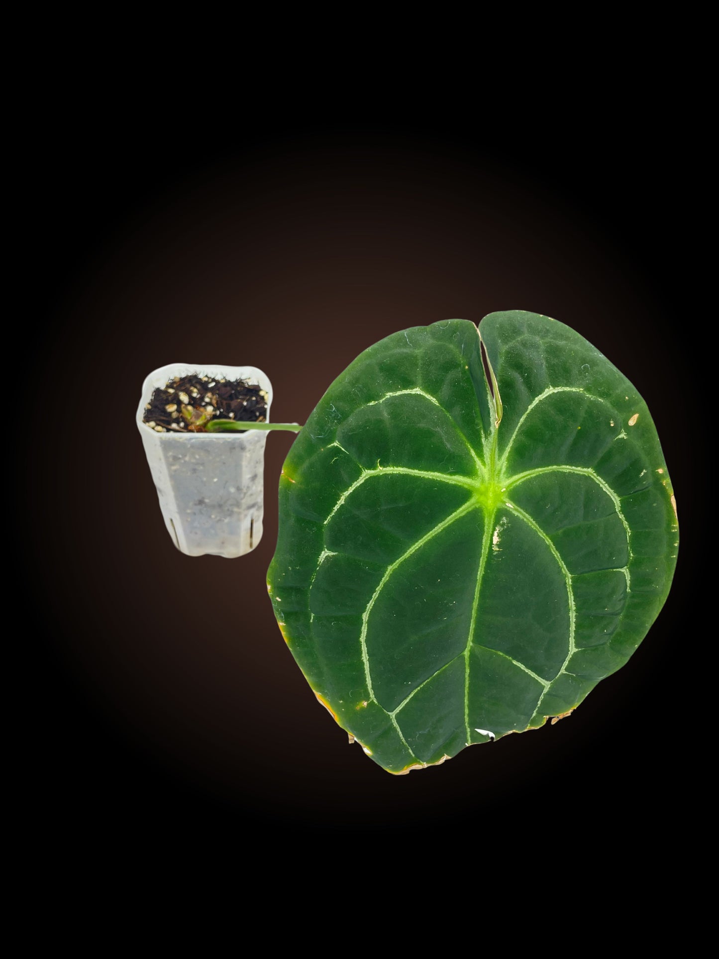 Anthurium Crystallinum x Forgetii