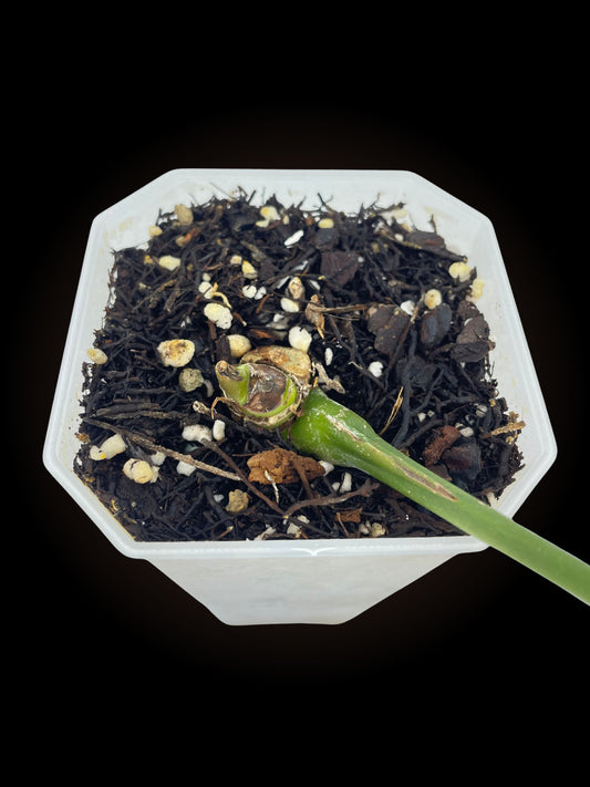 Anthurium Crystallinum x Forgetii