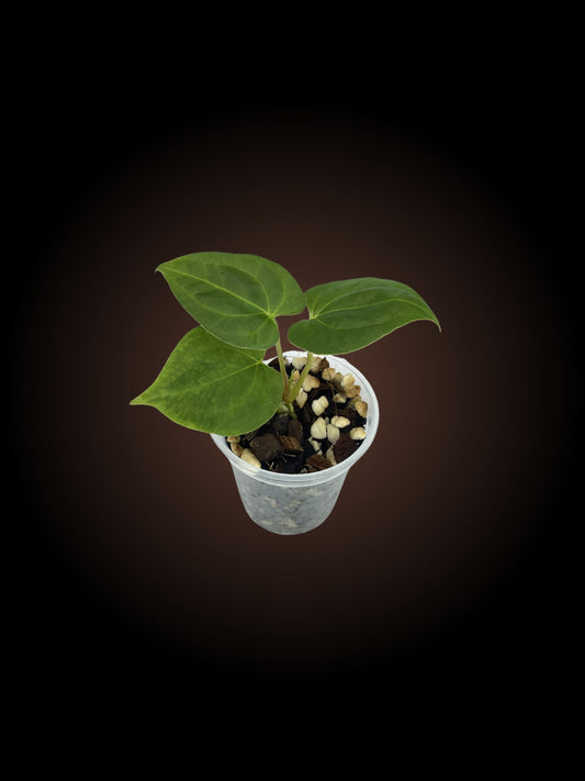 Anthurium CPR (Crystal Phoenix Rabbit)