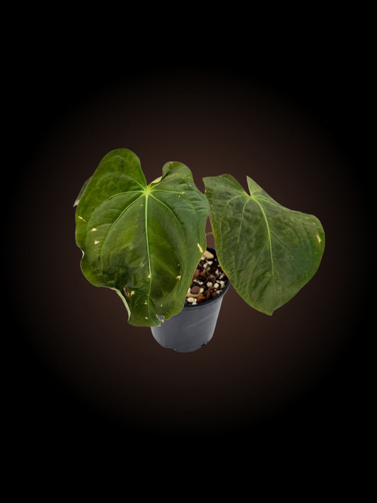 Anthurium Dark Complex