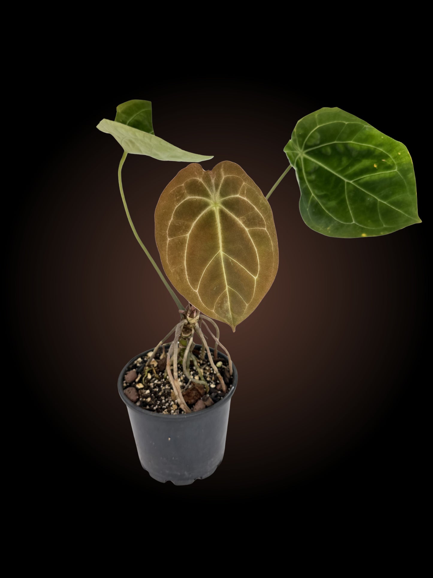 Anthurium Dark Forgetii x Goliath (selfed)