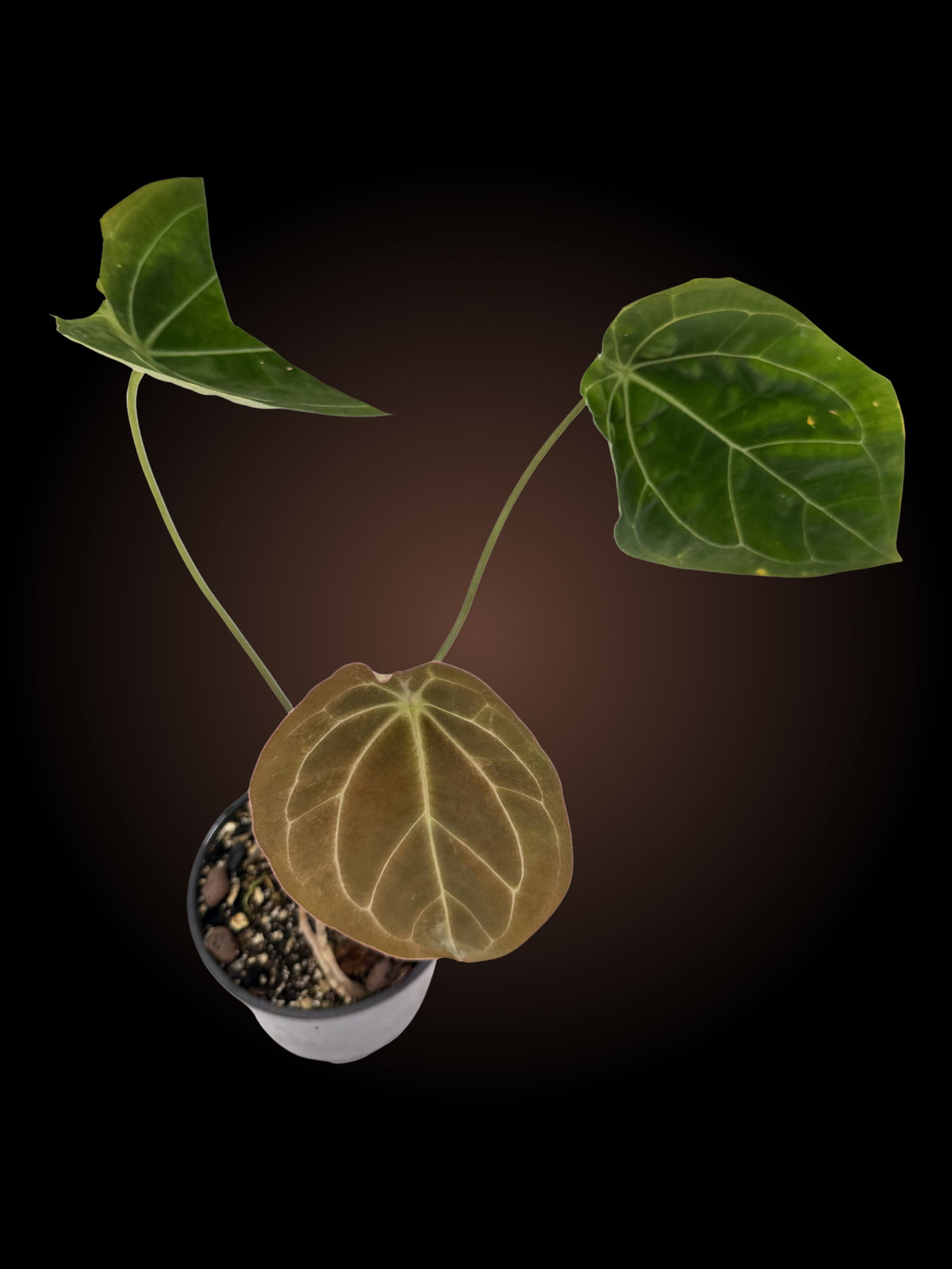 Anthurium Dark Forgetii x Goliath (selfed)