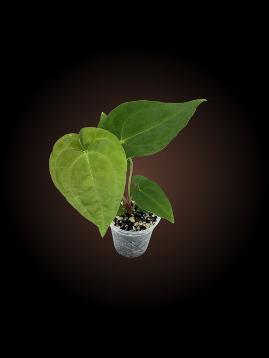 Anthurium Doctor Danny