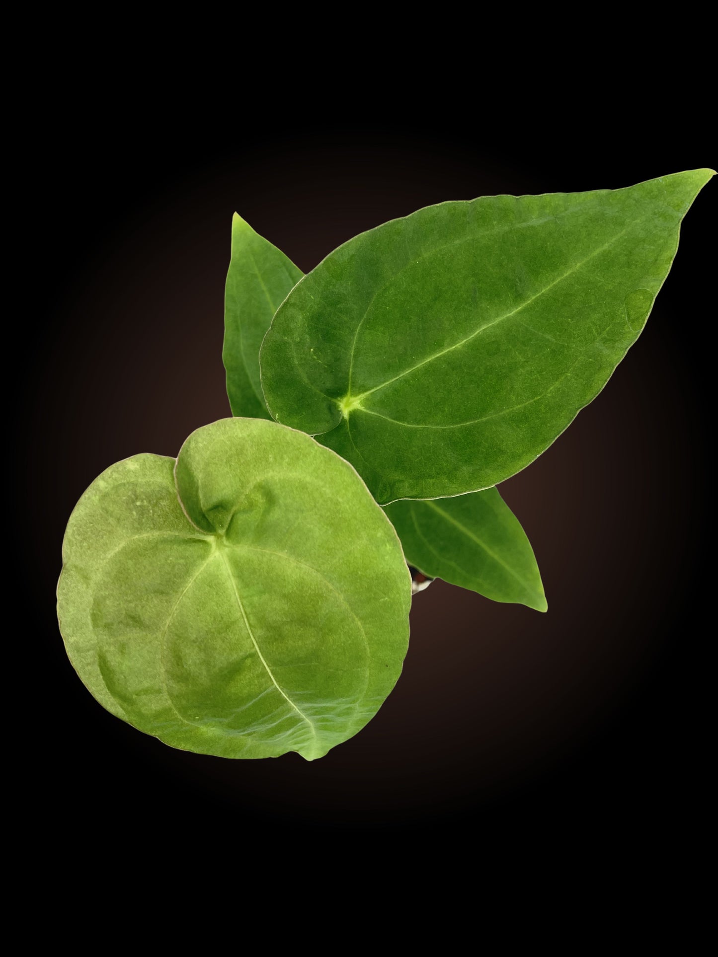 Anthurium Doctor Danny