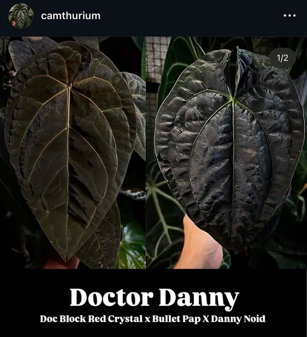 Anthurium Doctor Danny