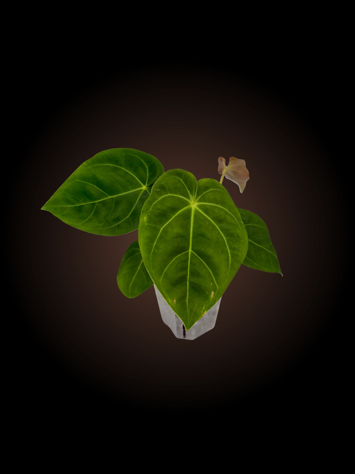 Anthurium Dorayaki x Dressleri