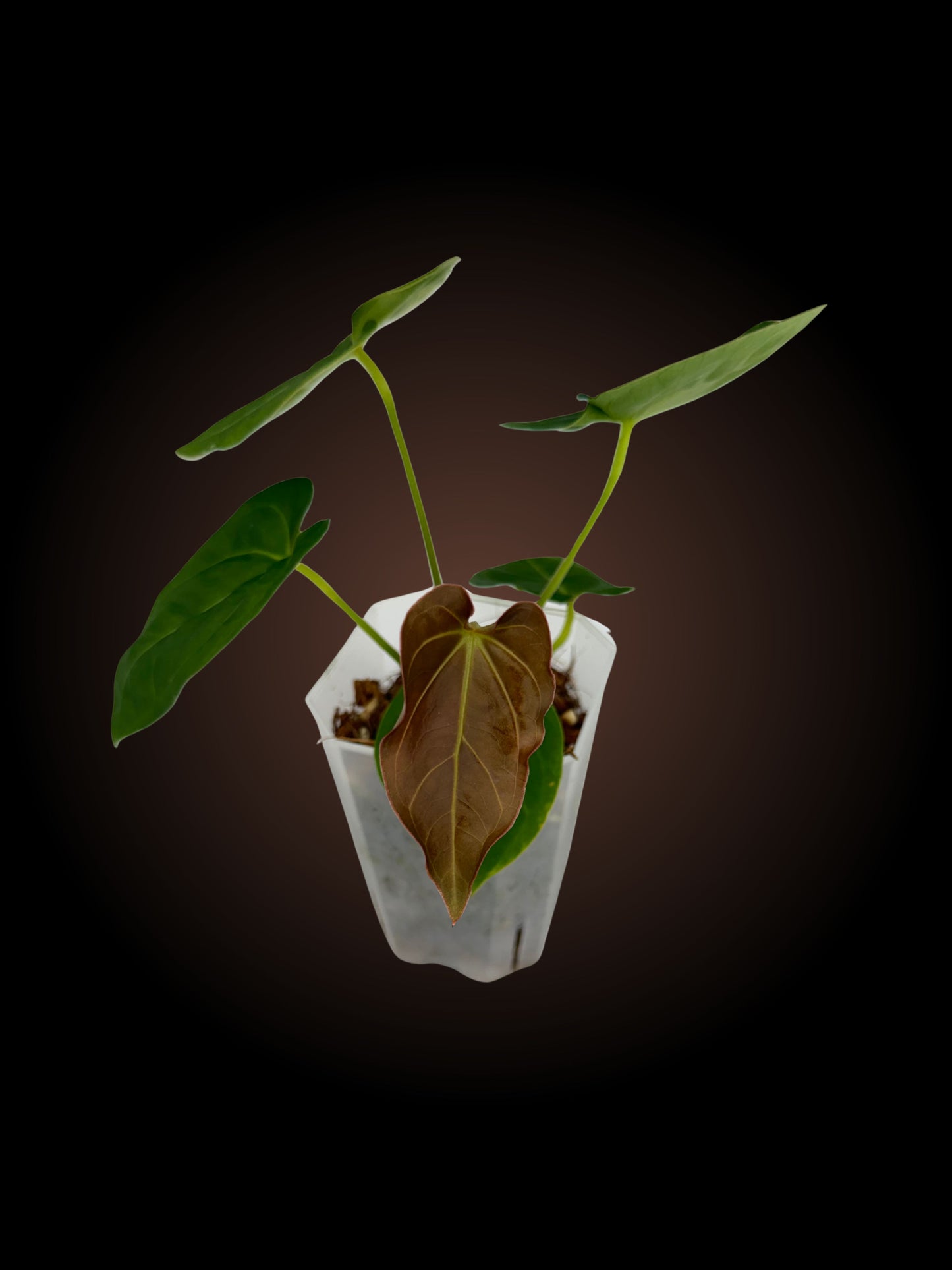 Anthurium Dorayaki x Dressleri