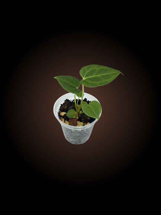 Anthurium Dr Papi Noir Sensation