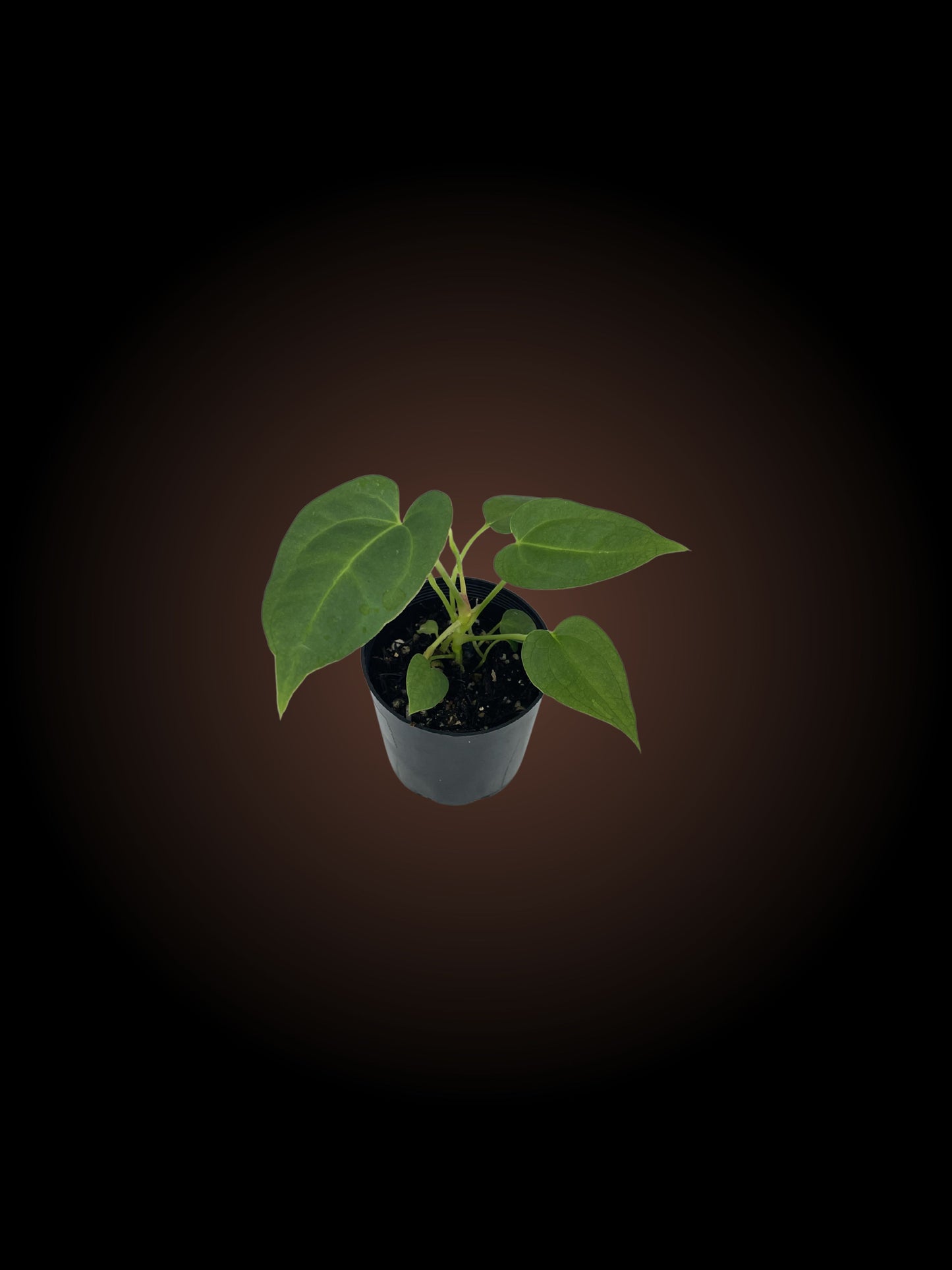 Anthurium Dragon Sensation