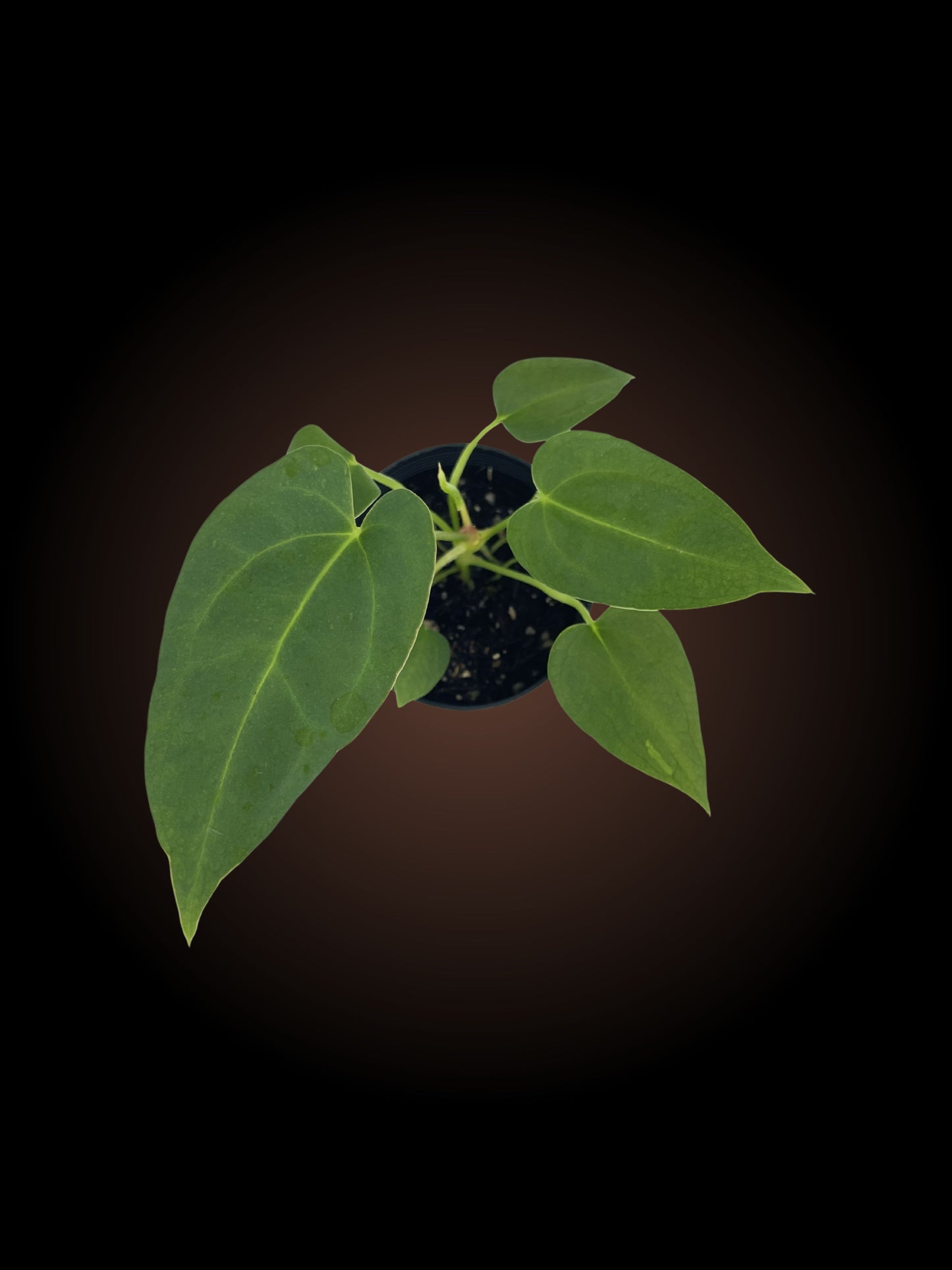 Anthurium Dragon Sensation