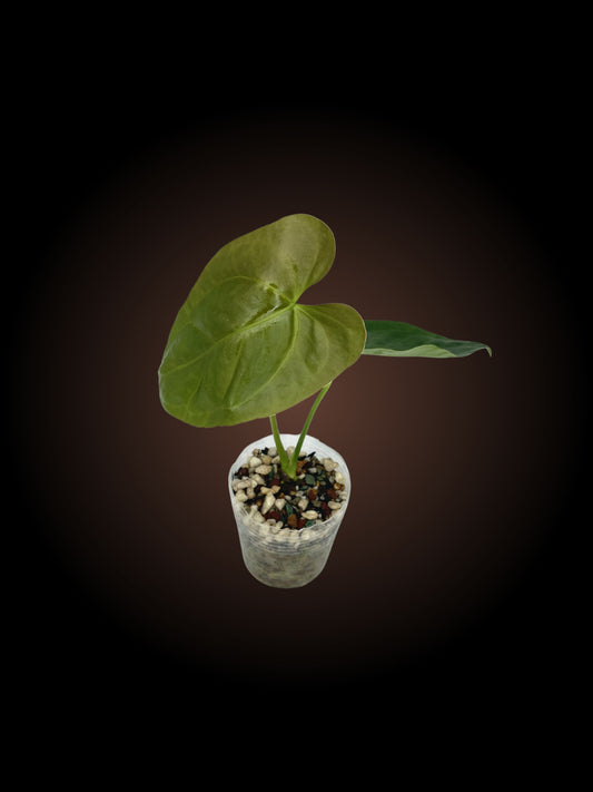 Anthurium Dress x (Lux x)