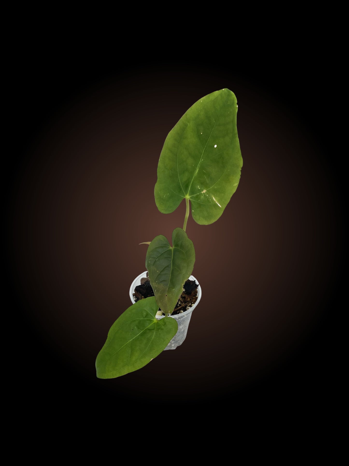 Anthurium GY Pap x BVEP