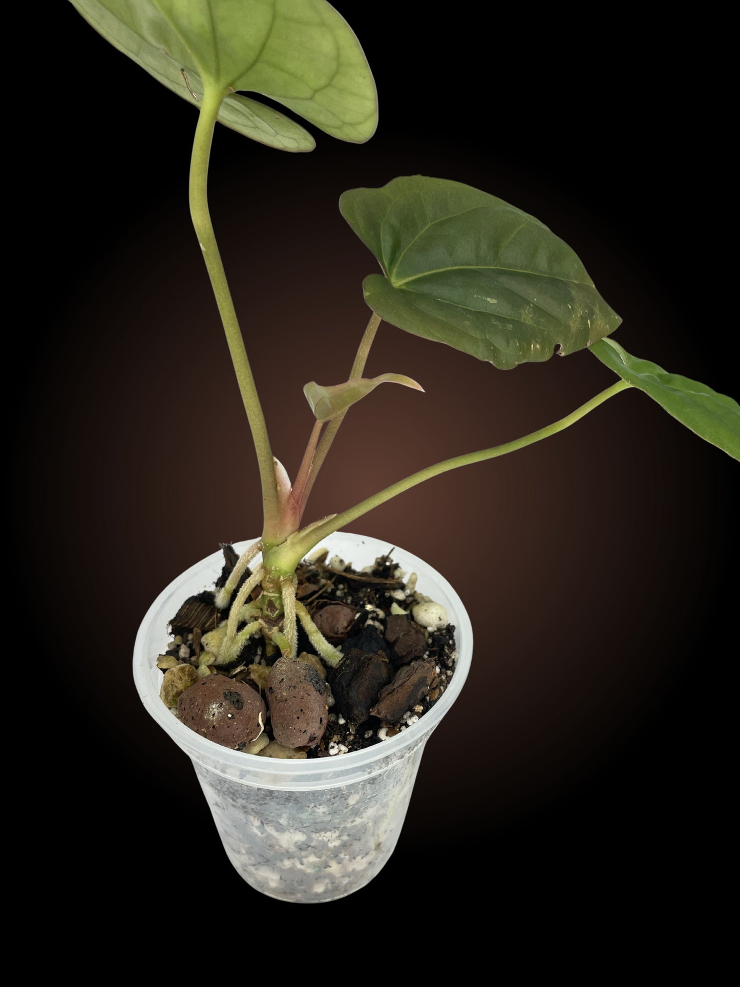 Anthurium GY Pap x BVEP