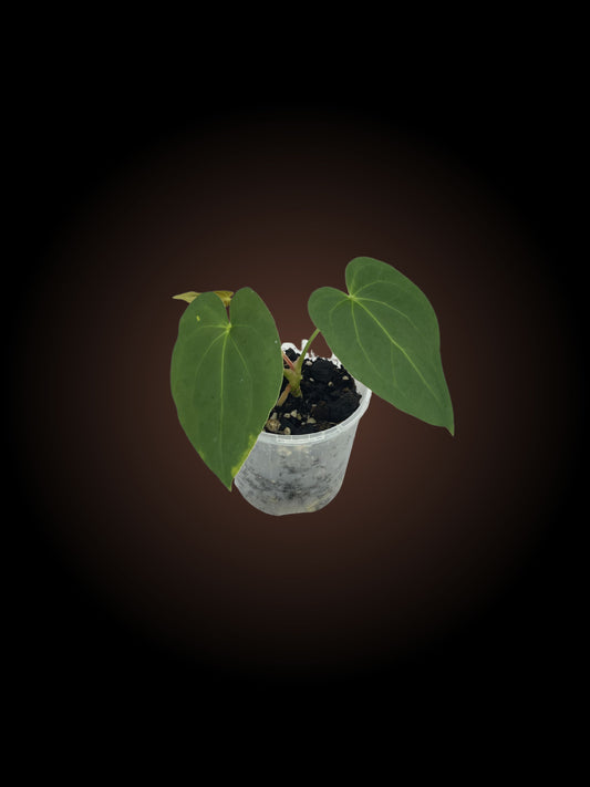 Anthurium Garden Velvet x Midnight Velvet