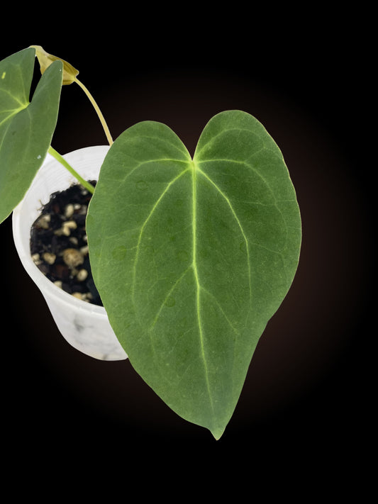 Anthurium Garden Velvet x Midnight Velvet