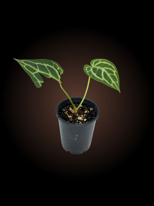 Anthurium Grande Experiment